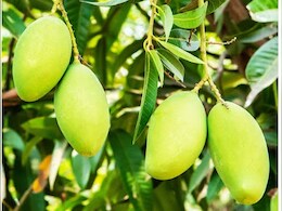 Rajasthan: राजस्थान के इस शहर में होते हैं 45 प्रजातियों के आमों की खेती, देश-दुनिया में रहती है बहुत डिमांड