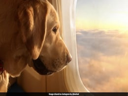 BARK Air, World's First "Dog-Centric" Airline, Embarks On Its First Flight In US BARK Air, World's First "Dog-Centric" Airline, Embarks On Its First Flight In US