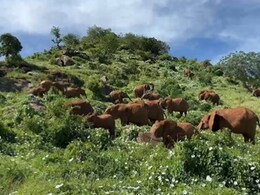 अगर बाज सी तेज़ हैं आपकी नज़रें, तो गिनकर बताइए इस वीडियो में कितने हाथी हैं? अगर बाज सी तेज़ हैं आपकी नज़रें, तो गिनकर बताइए इस वीडियो में कितने हाथी हैं?
