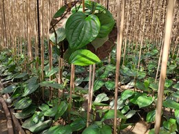 कैसे होती है पान की खेती, खाद के रूप में यूज होता है दूध-दही और घी, पढ़ें NDTV की ग्राउंड रिपोर्ट