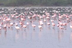 Flamingos Flock To Rajasthan's Sambhar Lake For Migration Flamingos Flock To Rajasthan's Sambhar Lake For Migration