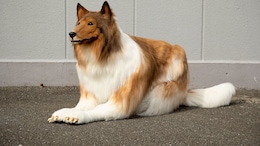 Toco, The Human Dog, Is Now Renting Out His Rs 11 Lakh Canine Costume