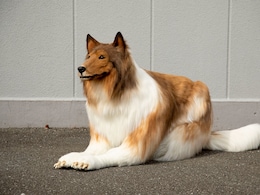 Toco, The Human Collie, Is Opening A Zoo In Japan Where People Can 'Live Like A Dog' Toco, The Human Collie, Is Opening A Zoo In Japan Where People Can 'Live Like A Dog'