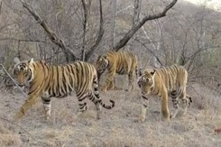 सरिस्का टाइगर रिजर्व में बाघों की संख्या बढ़ी Exclusive सरिस्का टाइगर रिजर्व में बाघों की संख्या बढ़ी Exclusive