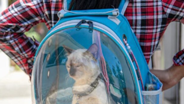 Best Deals On Pet Crates and Carriers From Amazon