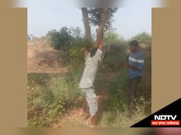 MP News: बकरी चोरी के आरोप में दे दी तालिबानी सजा, पेड़ से बांधकर रस्सी से मारा..