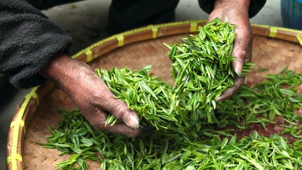 International Tea Day: History, Significance and Importance