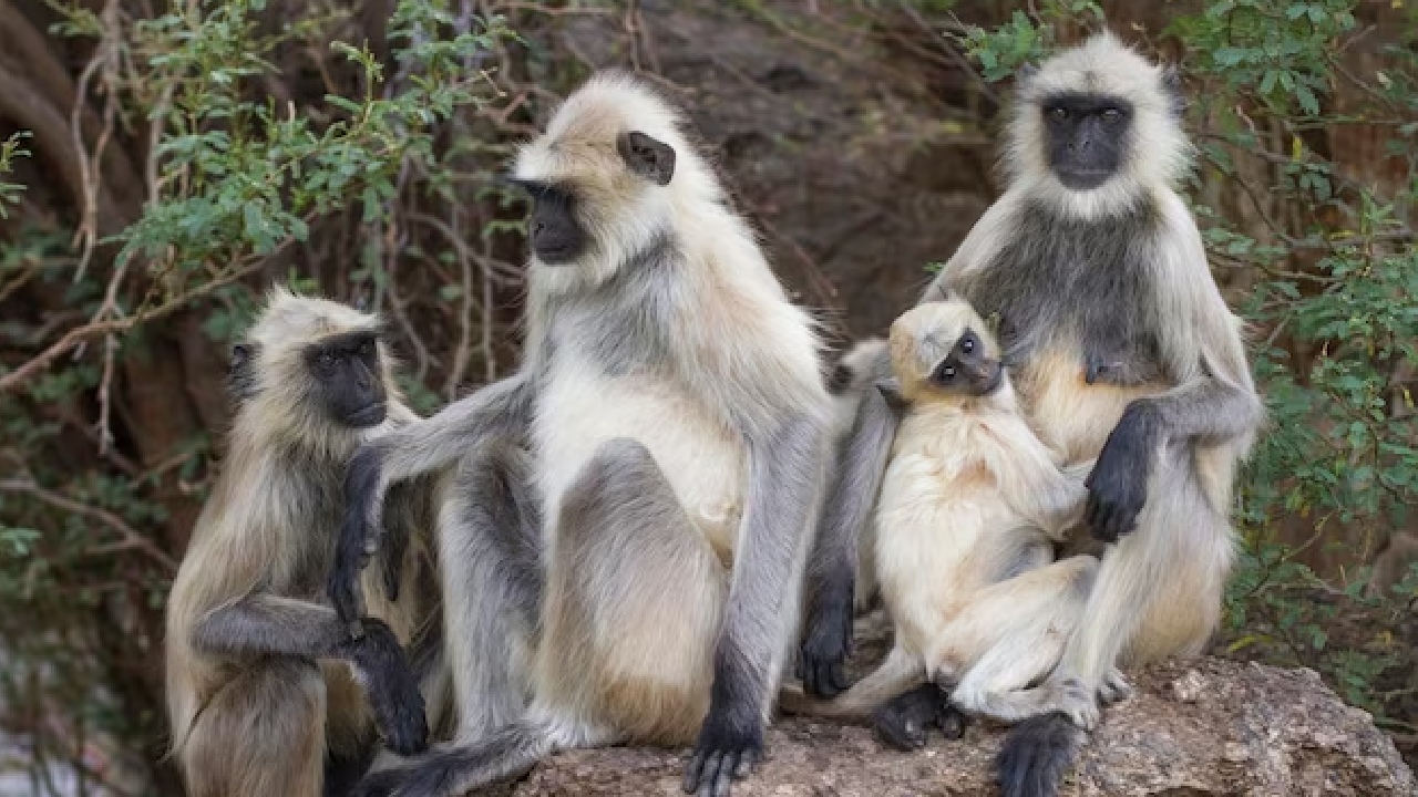 बंदरों में फैली ये बीमारी, सड़ रहा  मांस, इंसानों को होगा नुकसान?