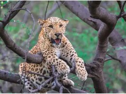 Banswara: दो साल में दोगुने हो गए पैंथर, लेकिन 21 प्रजातियां लुप्त, वन्यजीव गणना के वन विभाग का खुलासा