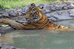 Bengal Tigers & Elephants Take Bath In Waterholes Amid Rising Temperature Bengal Tigers & Elephants Take Bath In Waterholes Amid Rising Temperature