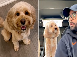 सुपर इंटेलिजेंट है ये डॉग, गणित के सवालों का देता है फटाफट जवाब, वीडियो देख नहीं होगा यकीन सुपर इंटेलिजेंट है ये डॉग, गणित के सवालों का देता है फटाफट जवाब, वीडियो देख नहीं होगा यकीन