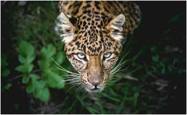 उदयपुर में आदमखोर हुआ पैंथर, हमले में एक और शख्स की मौत, 11 दिन में 3 लोगों की ले चुका जान