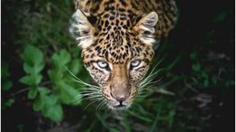 Rajsamand Panther Attack: राजस्थान में 2 वर्षीय बच्चे को उठा ले गया पैंथर, परिजनों की तलाश के बाद झाड़ियों में मिला सिर