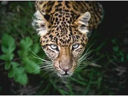 Rajsamand Panther Attack: राजस्थान में 2 वर्षीय बच्चे को उठा ले गया पैंथर, परिजनों की तलाश के बाद झाड़ियों में मिला सिर Rajsamand Panther Attack: राजस्थान में 2 वर्षीय बच्चे को उठा ले गया पैंथर, परिजनों की तलाश के बाद झाड़ियों में मिला सिर