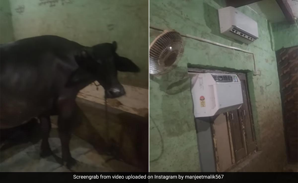 इतना अमीर कौन होता है भाई... गर्मी से परेशान न हों भैंसें, शख्स ने तबेले में लगा दिए दो-दो AC, Video वायरल