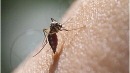 National Dengue Day 2024: राजस्थान का वो शहर जहां प्लेटलेट्स कम होने पर डेंगू मरीजों को 300 KM दूर मिलता है इलाज