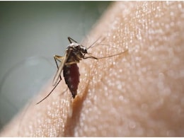 National Dengue Day 2024: राजस्थान का वो शहर जहां प्लेटलेट्स कम होने पर डेंगू मरीजों को 300 KM दूर मिलता है इलाज National Dengue Day 2024: राजस्थान का वो शहर जहां प्लेटलेट्स कम होने पर डेंगू मरीजों को 300 KM दूर मिलता है इलाज