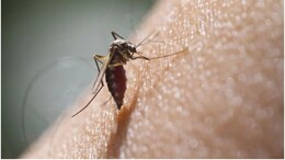 Long Term Health Risks Of Dengue