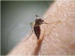 National Dengue Day 2025: डेंगू के मच्छरों से इस तरह बचाएं परिवार को, ये नुस्खे घर में नहीं आने देंगे एक भी Mosquito  National Dengue Day 2025: डेंगू के मच्छरों से इस तरह बचाएं परिवार को, ये नुस्खे घर में नहीं आने देंगे एक भी Mosquito