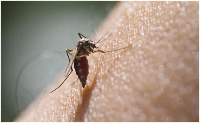 National Dengue Day 2024: Regularly eliminating stagnant water sources is necessary for prevention