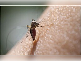 'हे' 5 उपाय केल्यास तुमच्या जवळपासही फिरकणार नाही डेंग्यूचा डास