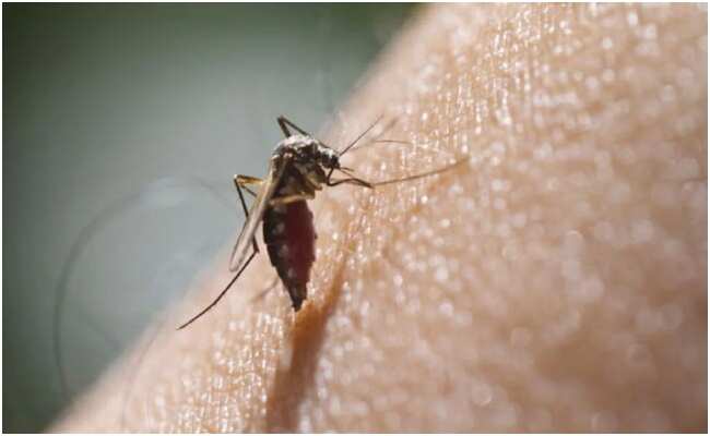 National Dengue Day 2024: Add These 10 Superfoods To Your Diet For A Speedy Recovery