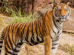 इंसानों की तरह वन्यजीव भी करते हैं मंगलवार का उपवास! उदयपुर बायोलॉजिकल पार्क में सालों से चल रहा नियम