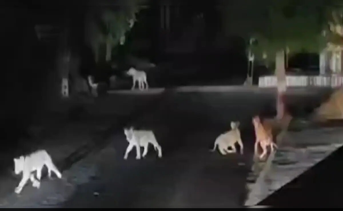 Video Shows Pride Of Lions Preying On Cow In Gujarat Village