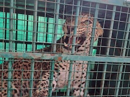 Pakistani Panther Rescue Operation: पाकिस्तान से आया खूंखार पैंथर,  जैसलमेर में गटर से किया गया रेस्क्यू, वीडियो हो रहा वायरल