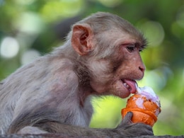 गर्मी से बचने के लिए आइसक्रीम खा रहे हैं बंदर मामा, हाथी, भालू और तोते ने भी लगाया दिमाग, देखें तस्वीरें गर्मी से बचने के लिए आइसक्रीम खा रहे हैं बंदर मामा, हाथी, भालू और तोते ने भी लगाया दिमाग, देखें तस्वीरें