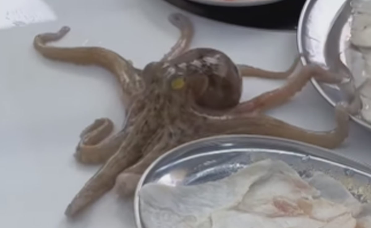 &ldquo;Gosh, Disgusting!&rdquo; Internet Recoils To Octopus Crawling Across A Kitchen Table
