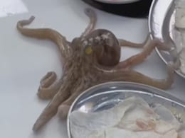“Gosh, Disgusting!” Internet Recoils To Octopus Crawling Across A Kitchen Table “Gosh, Disgusting!” Internet Recoils To Octopus Crawling Across A Kitchen Table