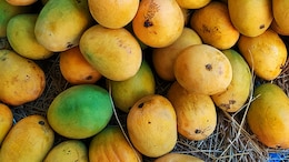 Madurai Mango Crisis: Farmers Abandon Harvest As Prices Hit Rs 3 Per Kg