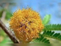 Rajasthan News: सोने को पिघला देता है रेगिस्तान का ये पौधा, अब विलुप्त होने के कगार पर