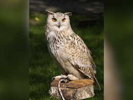 Many Animals Actually Have A Third, Transparent Eyelid. Here's Why. Many Animals Actually Have A Third, Transparent Eyelid. Here's Why.