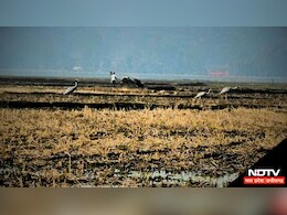 हजारों किमी दूर से उड़कर छत्तीसगढ़ पहुंचे विदेशी मेहमान, सालों बाद प्रवासी पक्षी के आने से लोगों में उत्साह