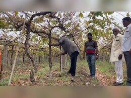 दुष्काळाच्या झळा! द्राक्ष बागेवर शेतकऱ्याने चालवला कोयता दुष्काळाच्या झळा! द्राक्ष बागेवर शेतकऱ्याने चालवला कोयता