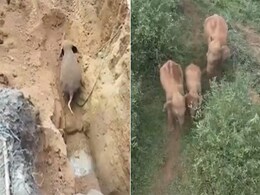 गहरे रेत के कुएं में गिर गया हाथी का बच्चा, पास खड़े होकर इंतज़ार कर रही थी मां, फिर वन अधिकारियों ने किया ये कमाल गहरे रेत के कुएं में गिर गया हाथी का बच्चा, पास खड़े होकर इंतज़ार कर रही थी मां, फिर वन अधिकारियों ने किया ये कमाल