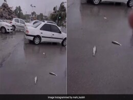 इस देश में आसमान से अचानक होने लगी मछलियों की बारिश, वायरल Video देख यूजर्स हैरान, दिए मजेदार रिएक्शंस इस देश में आसमान से अचानक होने लगी मछलियों की बारिश, वायरल Video देख यूजर्स हैरान, दिए मजेदार रिएक्शंस
