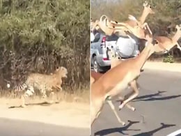 बीच सड़क पर हवा में उड़ते दिखे हिरण, पीछे दोगुनी रफ्तार से दौड़ रहा था चीता, हैरान करने वाला नज़ारा देख उड़ जाएंगे होश बीच सड़क पर हवा में उड़ते दिखे हिरण, पीछे दोगुनी रफ्तार से दौड़ रहा था चीता, हैरान करने वाला नज़ारा देख उड़ जाएंगे होश
