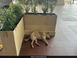 Woman Posts About Taj Mahal Hotel's Canine Companion, Ratan Tata's Animal Love Story Woman Posts About Taj Mahal Hotel's Canine Companion, Ratan Tata's Animal Love Story