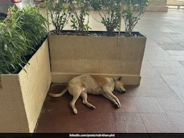 होटल ताज में डॉग, सोशल मीडिया पर पोस्ट शेयर कर महिला ने बताई रतन टाटा की एनिमल लव स्टोरी होटल ताज में डॉग, सोशल मीडिया पर पोस्ट शेयर कर महिला ने बताई रतन टाटा की एनिमल लव स्टोरी