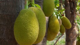 Jackfruit Health Benefits: Dietician Shares How <i>Katthal</i> Can Prove Beneficial For Your Eyes