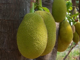 Jackfruit Health Benefits: Dietician Shares How <i>Katthal</i> Can Prove Beneficial For Your Eyes
