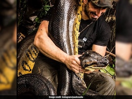 Man Describes How It Was Like To Be 'Eaten Alive' By Anaconda: "Ribs Exploded" Man Describes How It Was Like To Be 'Eaten Alive' By Anaconda: "Ribs Exploded"