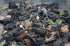 Hundreds Of Birds, Bats Die In Uttar Pradesh As Heatwave Intensifies Hundreds Of Birds, Bats Die In Uttar Pradesh As Heatwave Intensifies