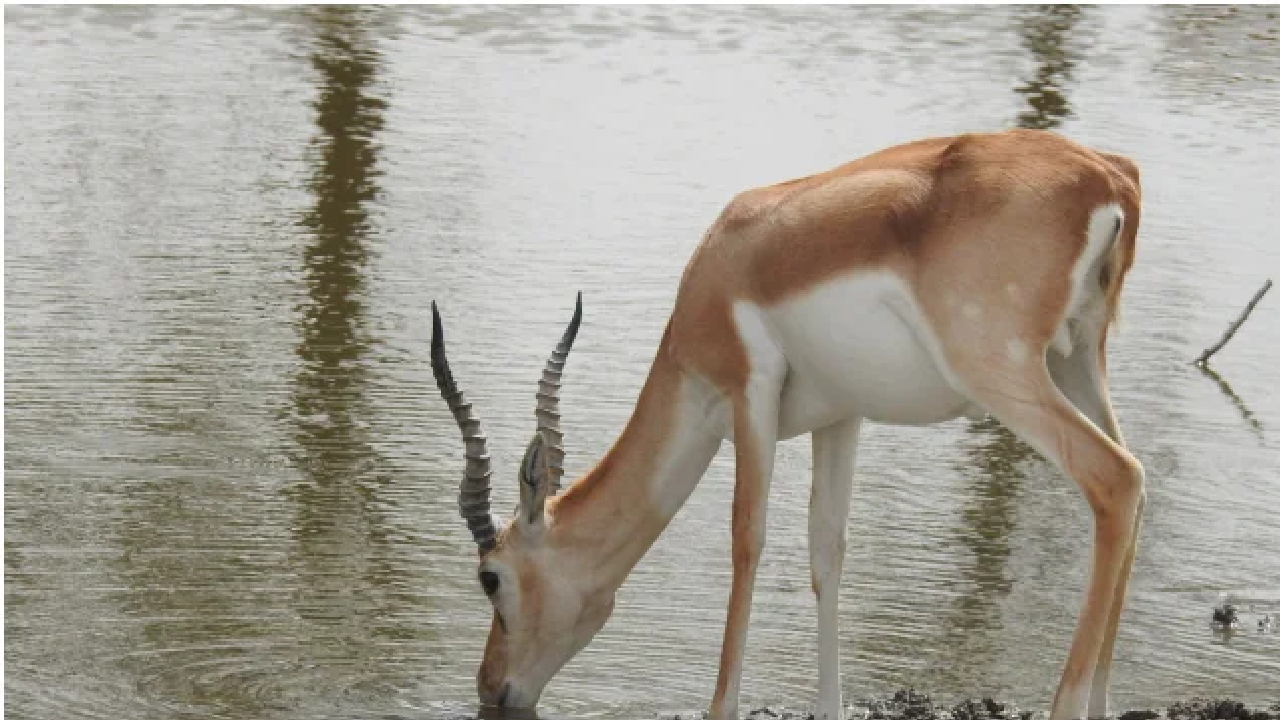 चूरू में काले हिरणों को तेज गर्मी से बचाने के लिए वन विभाग ने किए ये इंतजाम