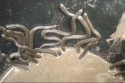 Video: Over 30 Snakes Crawl Out Of Bathroom In Assam Home Video: Over 30 Snakes Crawl Out Of Bathroom In Assam Home