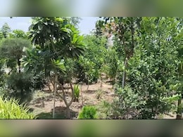 अब क्लीन सिटी बनेगी ग्रीन सिटी! विजयवर्गीय का ऐलान- इंदौर में 51 लाख पौधे लगाकर बनाएंगे वर्ल्ड रिकॉर्ड अब क्लीन सिटी बनेगी ग्रीन सिटी! विजयवर्गीय का ऐलान- इंदौर में 51 लाख पौधे लगाकर बनाएंगे वर्ल्ड रिकॉर्ड