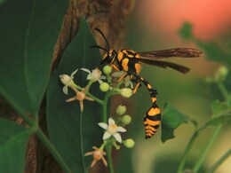 Bees Count From Left To Right Just Like Some Humans, Apes And Birds: Study